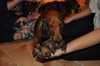 Jamniki d�ugow�ose 